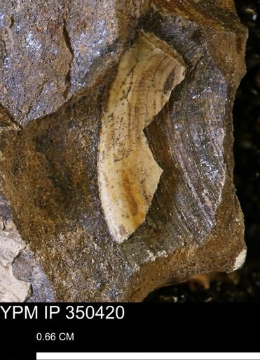 Limopsis striatopunctatus