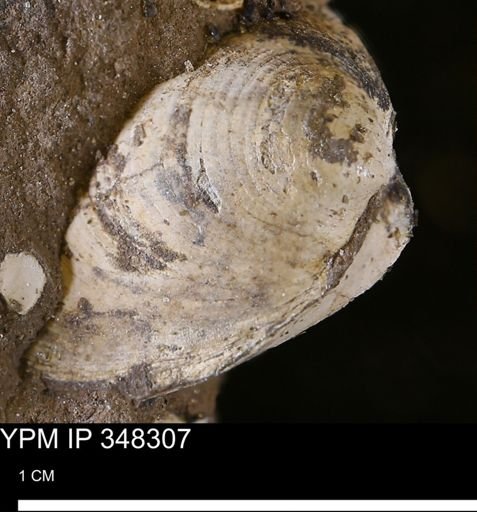 Limopsis striatopunctatus