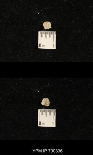 undet. Brachiopoda