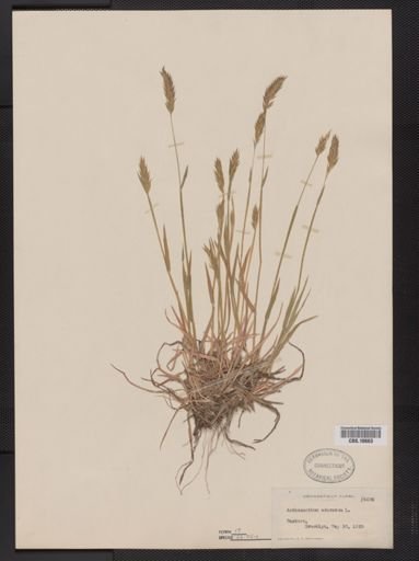 Anthoxanthum odoratum
