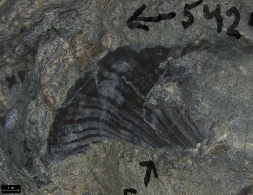 Rhaetavicula contorta