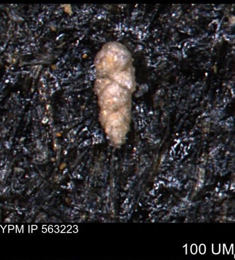 Verneuilinoides hectori