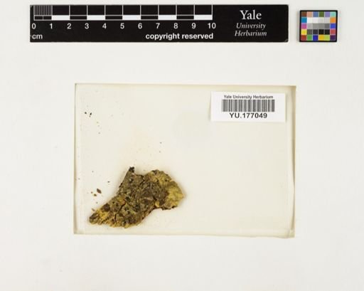 Plantae