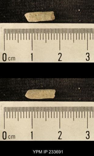 Archaeocidaris sp.