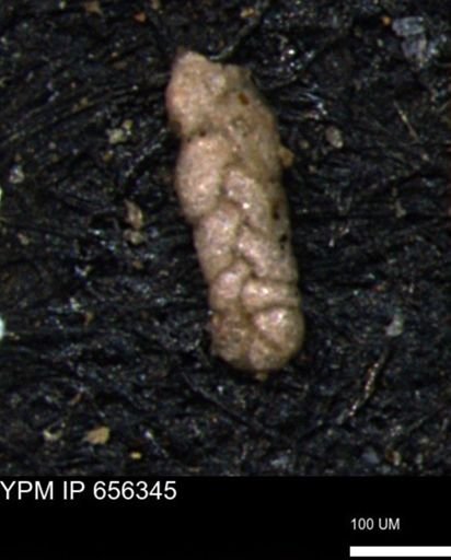 Ammobaculoides whitneyi