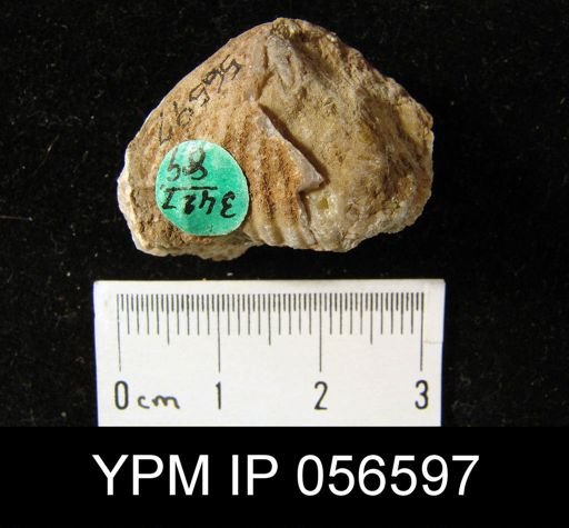 Uncinulus pyramidatus