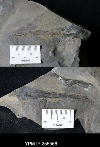 Eurypterida