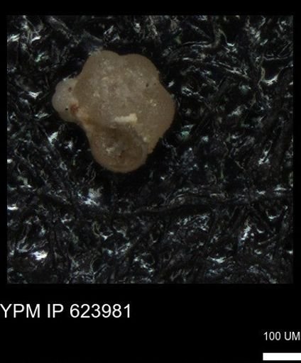 undet. Foraminiferida