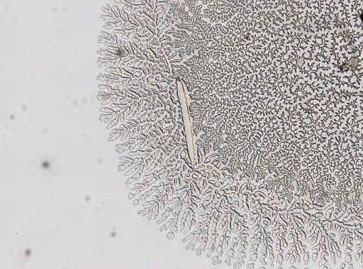Necator americanus