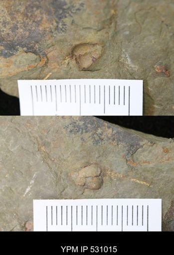 Kirkocystidae?