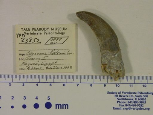 Hyracoidea