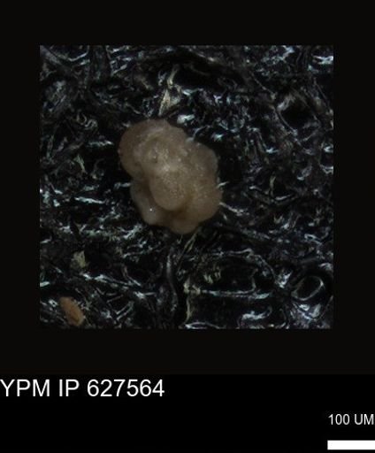 undet. Foraminiferida