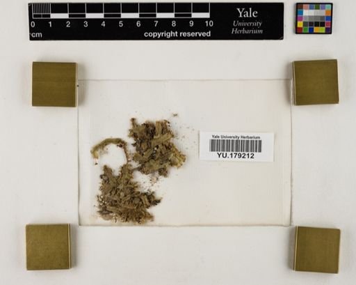 Plantae