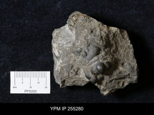 Cryptolithus concentricus