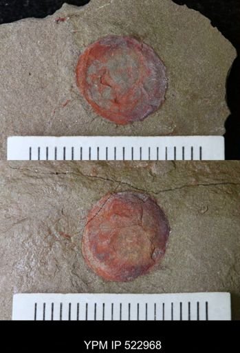 undet. Xiphosurida