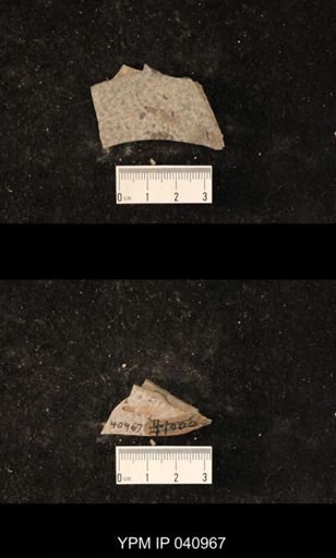 Diptera