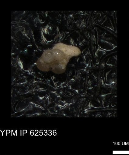 undet. Foraminiferida