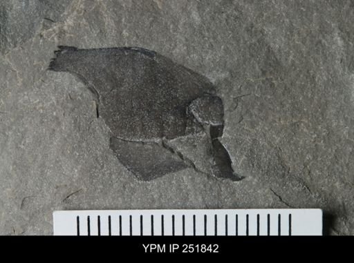 undet. Eurypterida