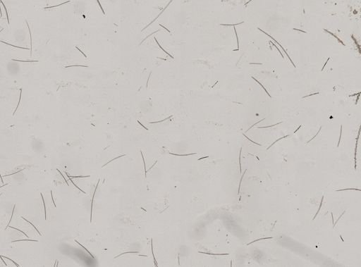Myrmekioderma granulatum
