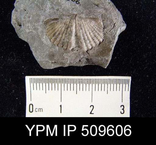 undet. Delthyridoidea