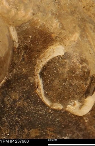 Limopsis striatopunctatus
