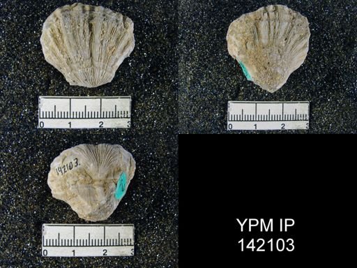 Streptorhynchus pectiniformis