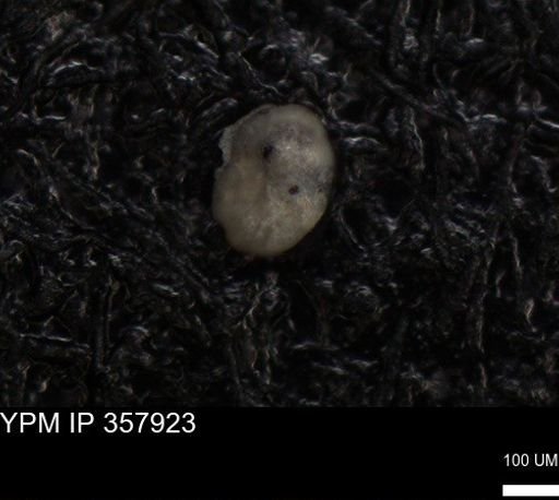 undet. Foraminiferida