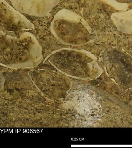 Corbulamella?