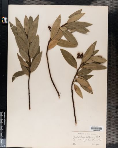 Sassafras