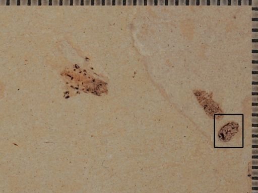 undet. Coleoptera