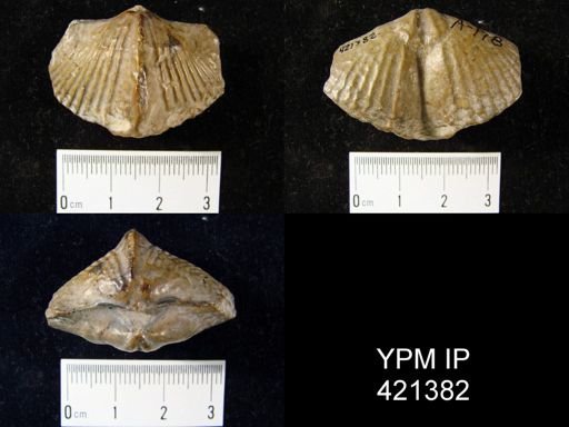 Paraspirifer?