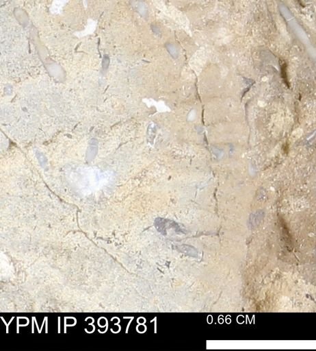 undet. Serpulidae