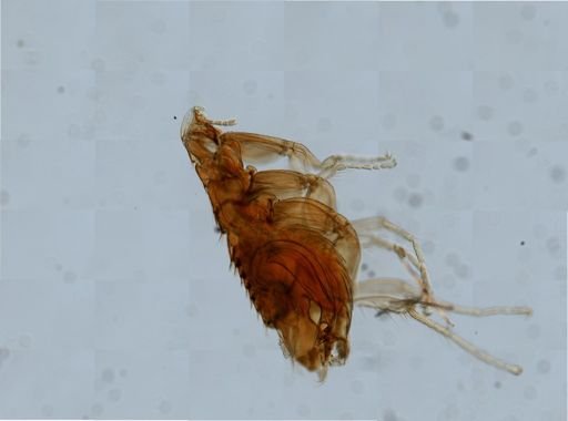 Myodopsylla insignis