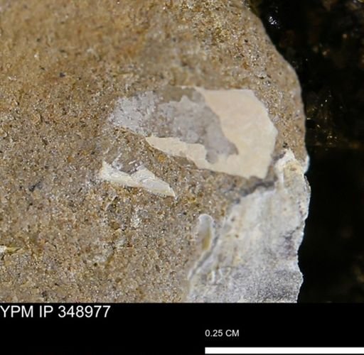 undet. Mollusca
