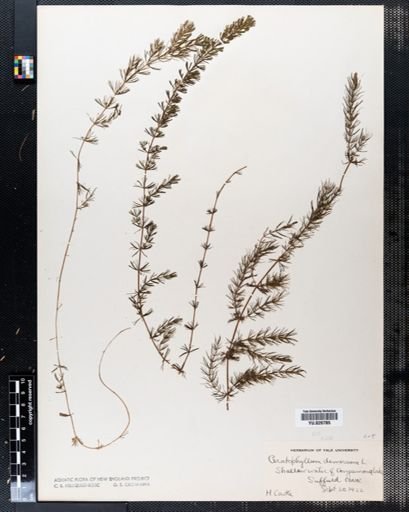 Ceratophyllum demersum