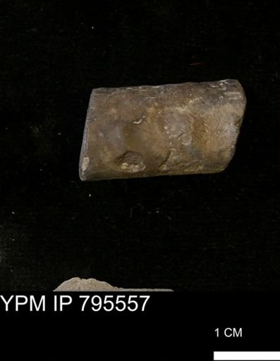 Baculites sp.