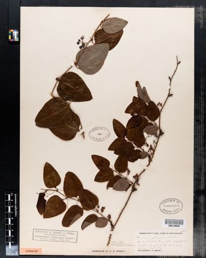 Smilax glauca