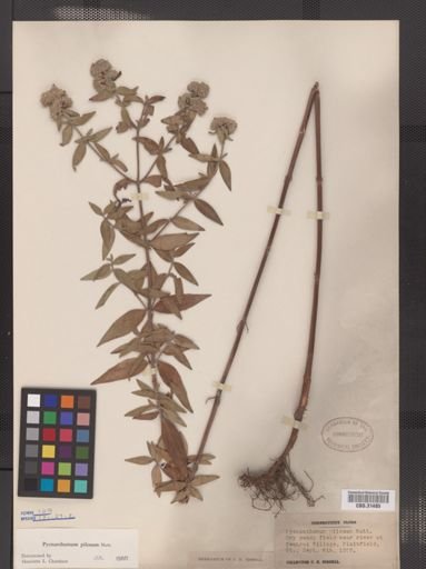 Pycnanthemum pilosum