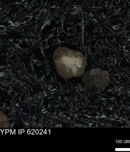 undet. Foraminiferida