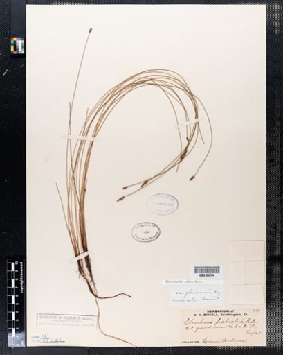 Eleocharis calva