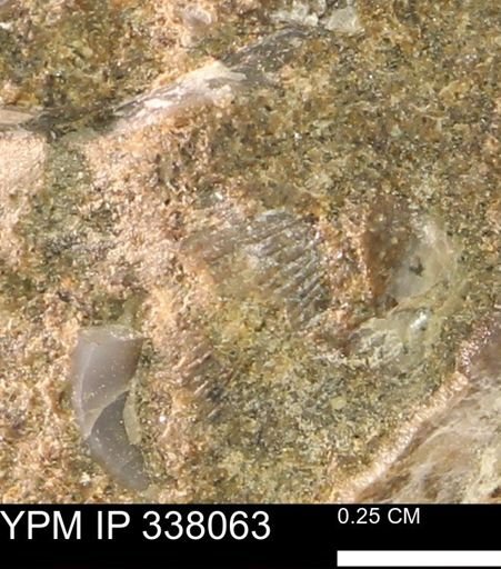 undet. Bivalvia