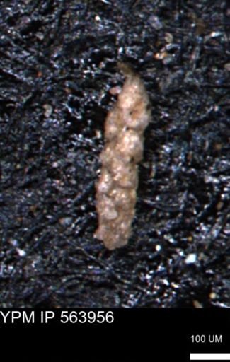Ammobaculoides phaulus