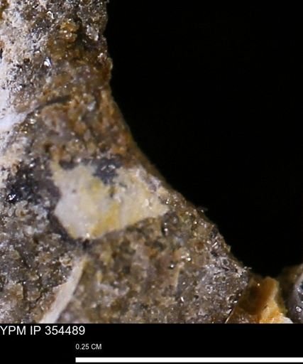 undet. Mollusca
