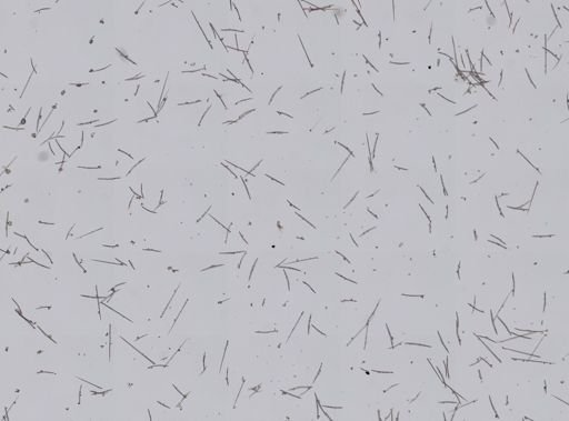 Pione vastifica