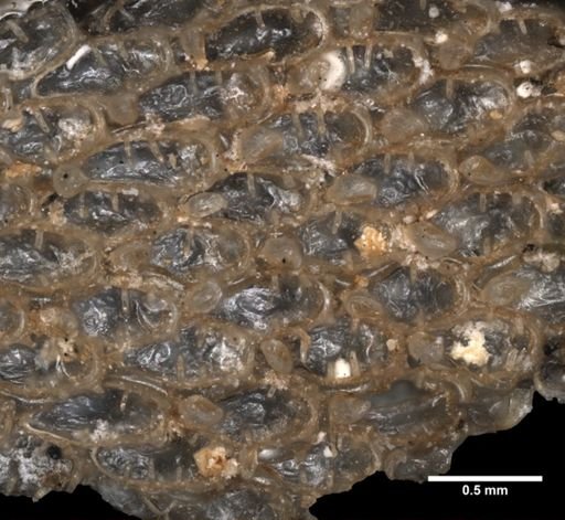 Dendrobeania murrayana
