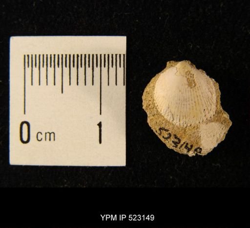 Cardium speciosum