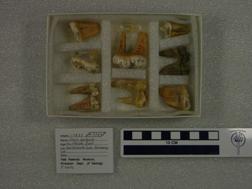 Ursus spelaeus
