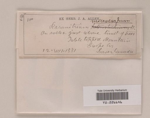 Racomitrium microcarpum