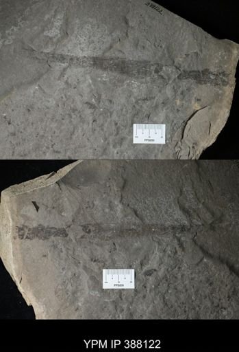 undet. Nautiloidea