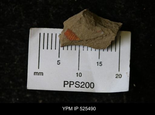undet. Synziphosurina